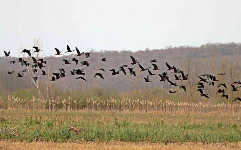 200 türden fazla göçmen kuşa ev sahipliği yapan longozda ilkbahar göçü
