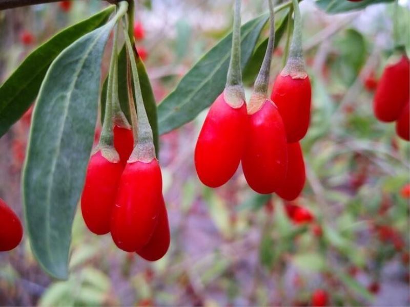 Yaban mersini, goji berry ve aronya dikimi yapıldı
