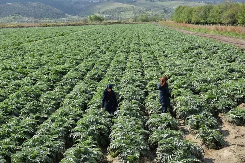 Aydın’ın enginarları hastalıktan korunuyor

