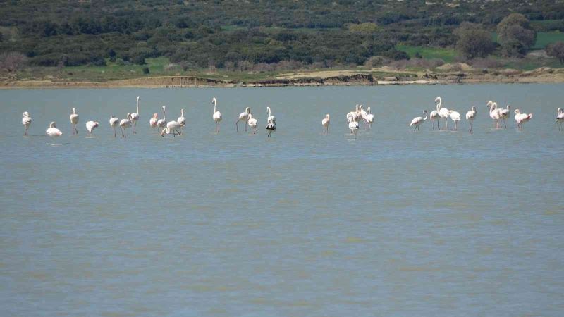 Göç eden flamingolar Çanakkale Tarihi Alanda durakladı
