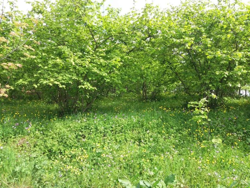 Samsun fındık üretiminde Türkiye’de 1. sıraya yerleşmeye hazırlanıyor
