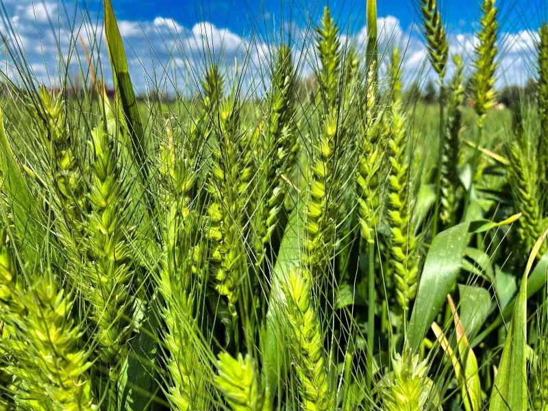 Tarsus’ta belediye arazilerinde kunduru buğdayı yetiştiriliyor
