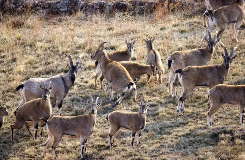İnat etti inatçı keçilerin peşine düştü, hepsini bir arada görüntülemeyi başardı
