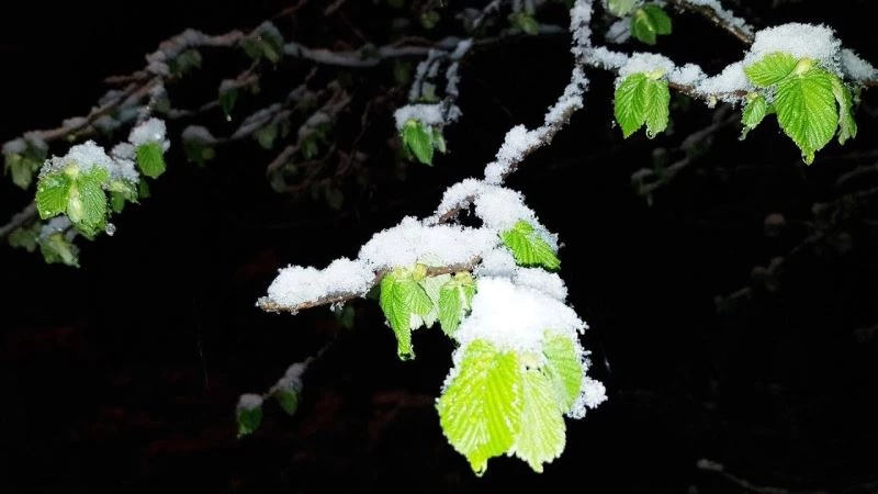 ’Bir gecenizi fındık bahçesinde geçirin’
