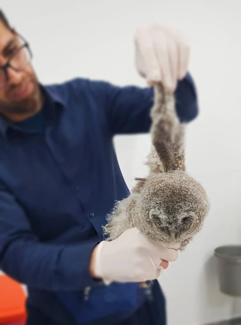 Yavru alaca baykuş tedavi altına alındı
