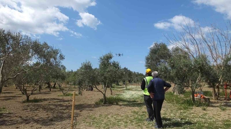 Balıkesir’de zeytin ilaçlamasında dron kullanılmaya başlandı
