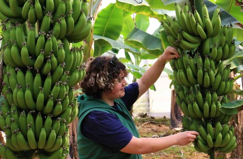 Bir dönem lükstü, şimdi enflasyona direnen meyve oldu

