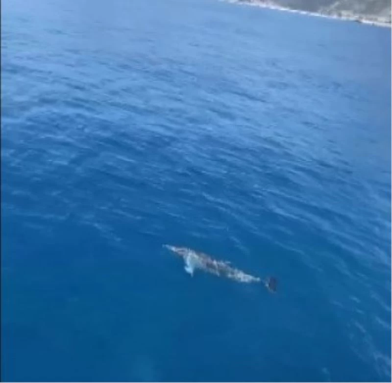 Tur teknesine eşlik eden yunus böyle görüntülendi
