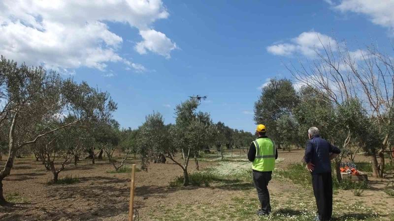 Balıkesir’de 1300 yıldır ürün veren ağaç, görenleri şaşırtıyor
