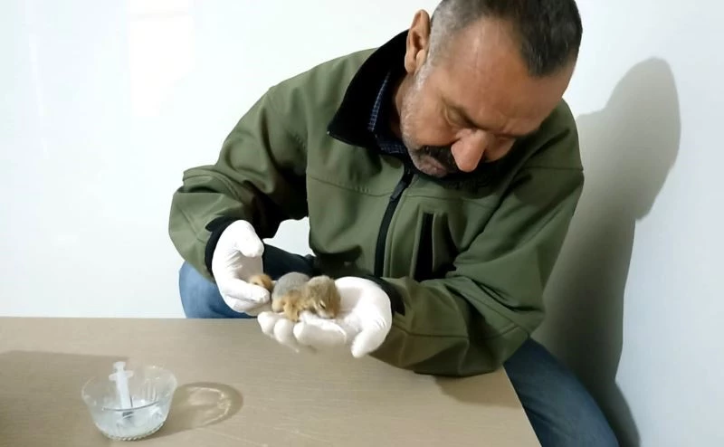 Annesi trafik kazasında ölen yavru sincaba şefkat eli
