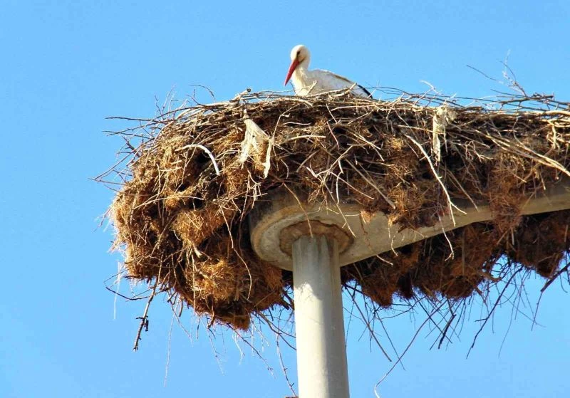 Leylekler yuvalarına yerleşiyor
