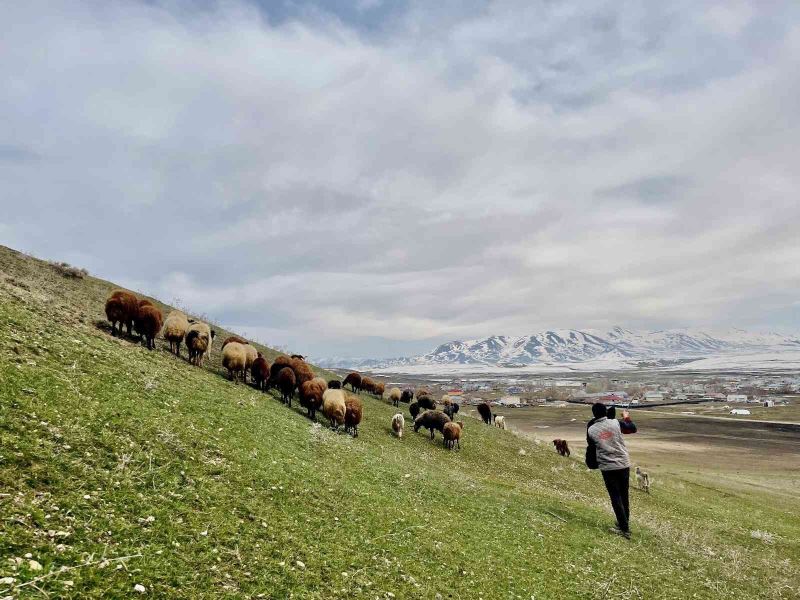 Ağrı’da baharın gelmesiyle koyun sürüleri yaylalara çıkarılmaya başlandı
