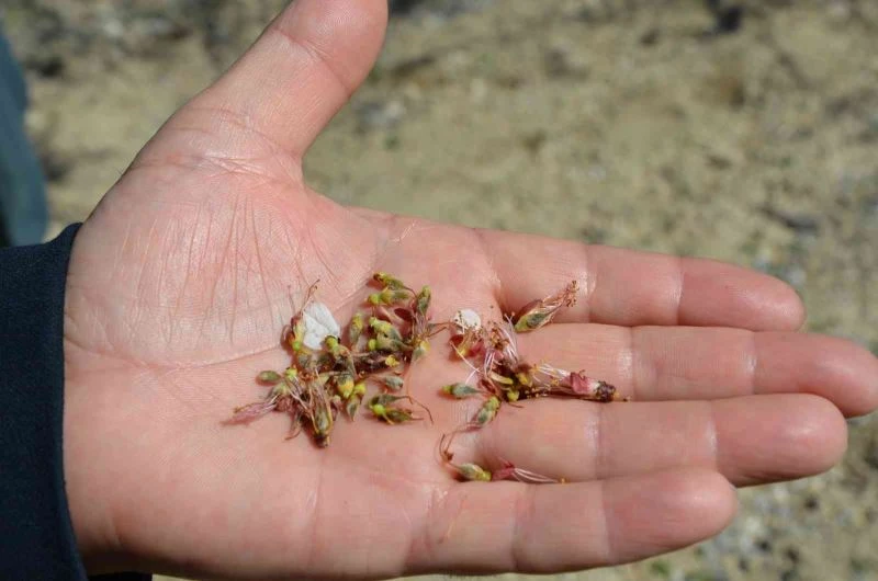 Kayısı bahçelerini don vurdu
