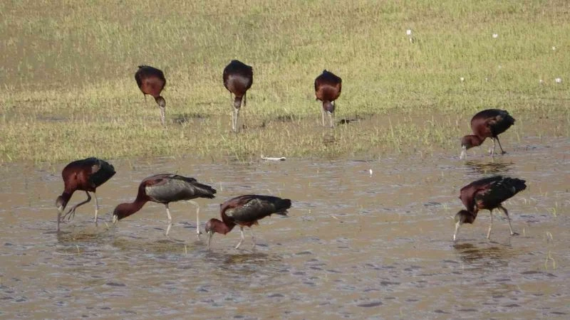 Yüksekova’da sürü halinde ‘bayağı aynak’ kuşları görüntülendi
