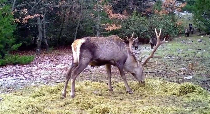 Aç kalan domuzlar, kızıl geyiğin yemek keyfini bozdu
