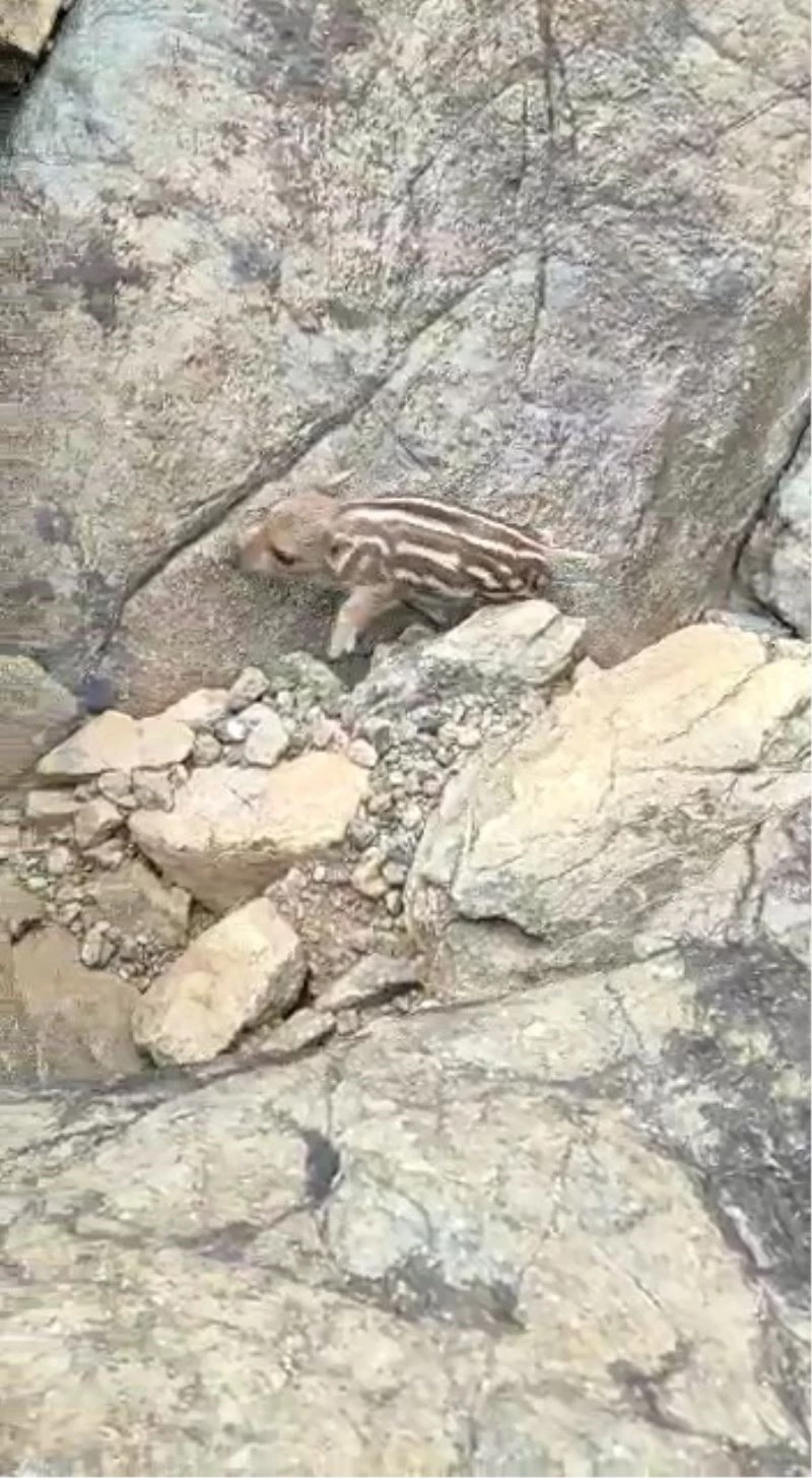 Yaban domuzunu gördü ’Pijamalarını giymiş’ söylemi ile kahkahaya boğdu
