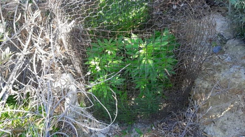 Evinin çevresini uyuşturucu bahçesine çeviren zanlı tutuklandı
