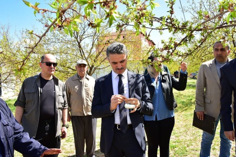 Vali Baruş, hasar gören kayısı bahçelerini inceledi
