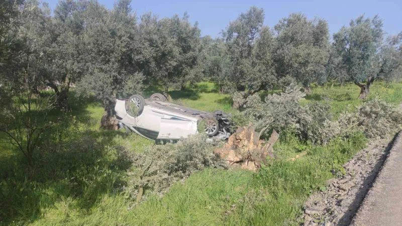 Otomobil zeytinliğe uçtu: 2 yaralı
