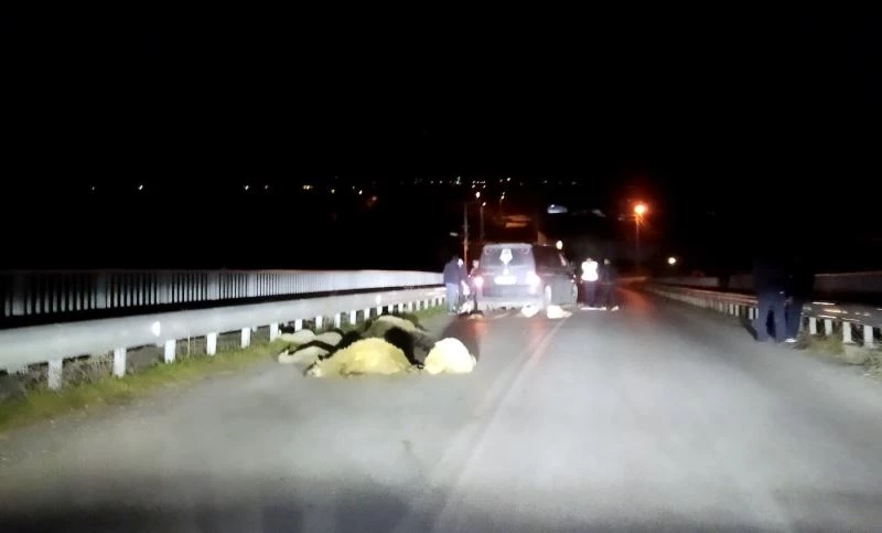 Minibüs, 100 koyunun arasına daldı 11’i telef oldu
