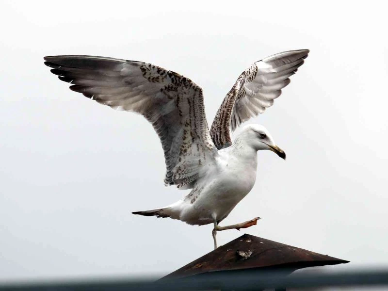 Martıdan kartal pozu
