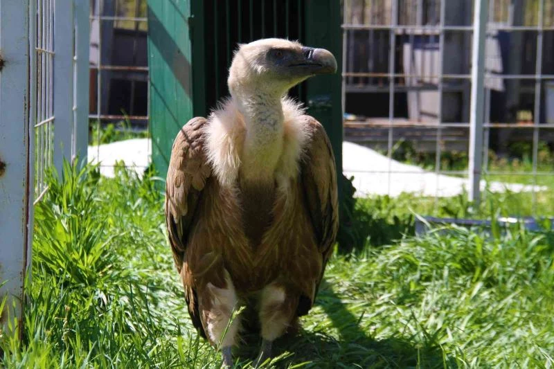 Açlıktan uçamaz hale gelmişti: Nesli tükenme tehlikesi altında olan Mısır akbabası tedavi altına alındı
