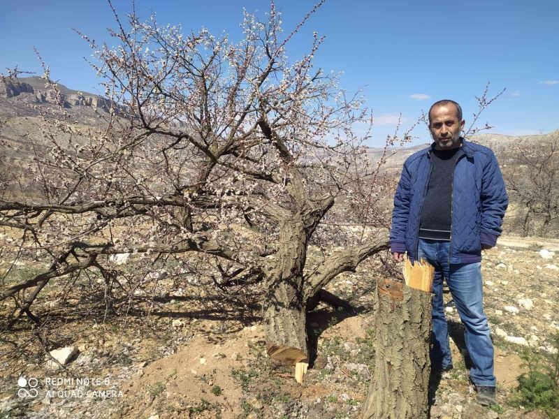 Malatya’da kimliği belirsiz kişiler kayısı ağaçlarına zarar verdi
