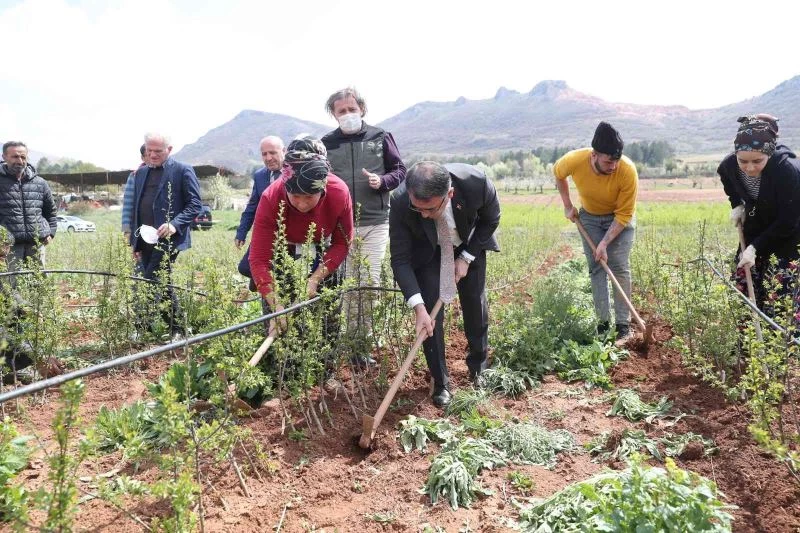 Vali Balcı tarla sürüp, çapa yaptı
