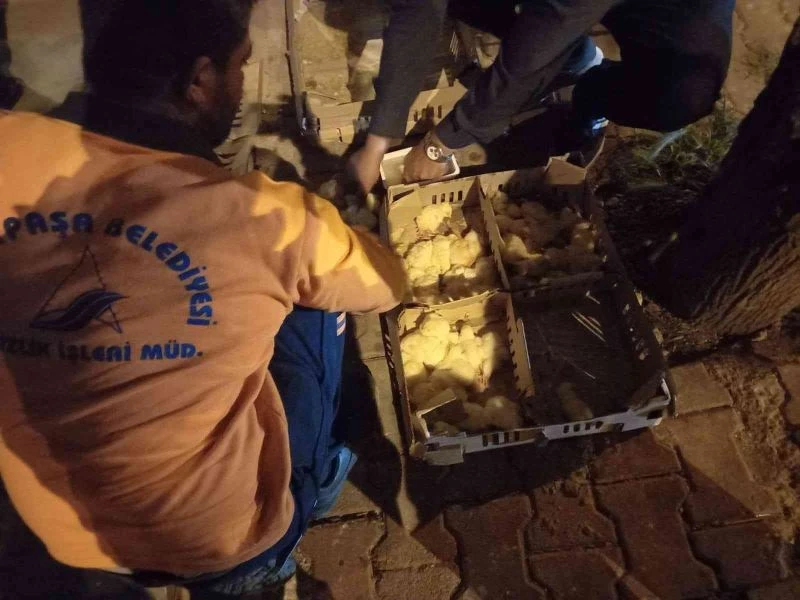 Bir kısmı ölmüş 200’ye yakın civciv çöpe atılmış halde bulundu
