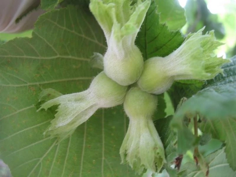 Fındıkta küllenme ile mücadele zamanı geldi
