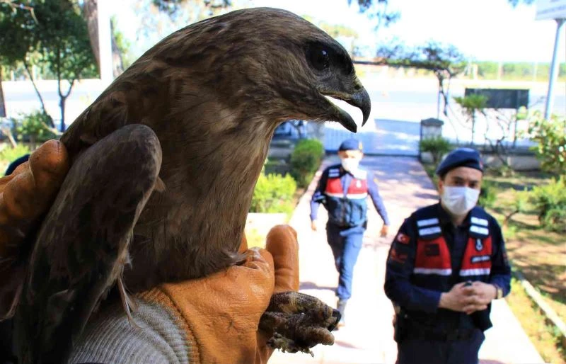 Jandarmadan yaralı şahine şefkat eli

