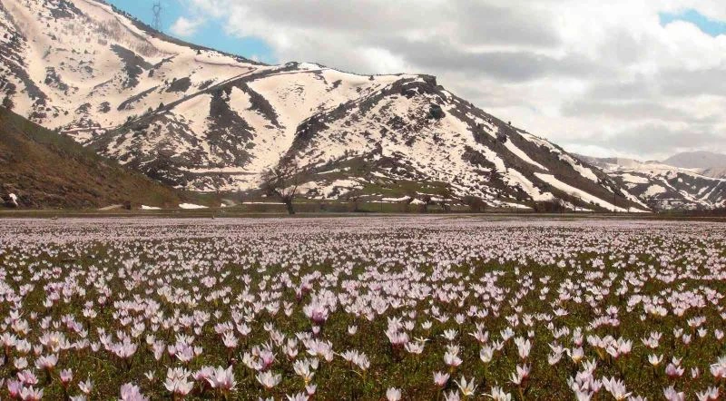 Kardelenlerle beyaza bürünen Güzeldere Vadisinden kartpostallık görüntüler
