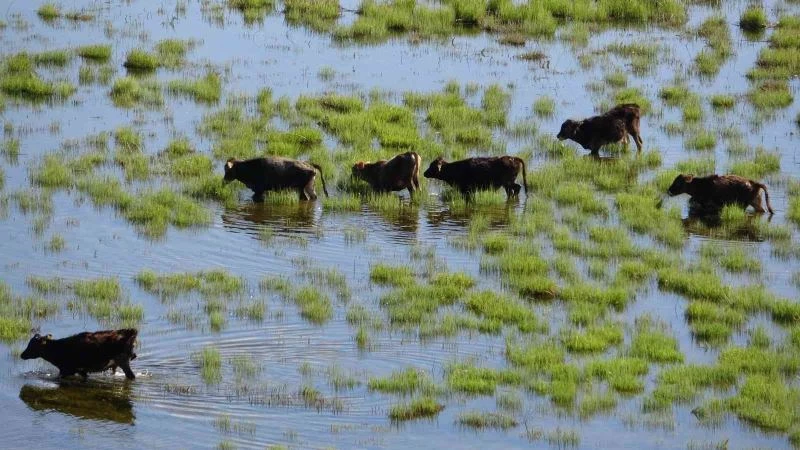 İneklerin Nehil Sazlığı’nda otlaması Afrika’yı aratmadı
