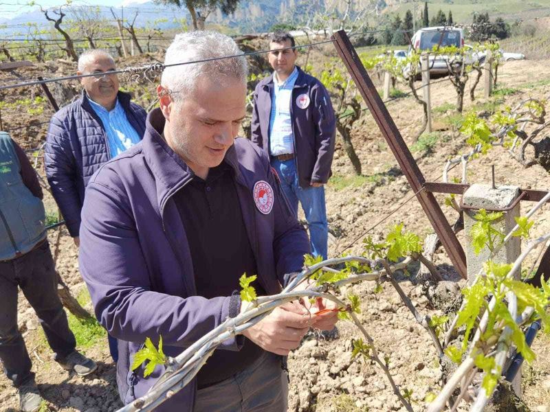 Manisa’da meyve ağaçlarına tuzaklı koruma
