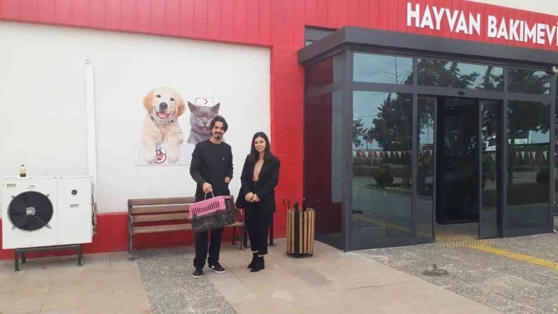 Doğum yapmakta zorlanan kediye sezaryen yapılıp sahiplendirildi
