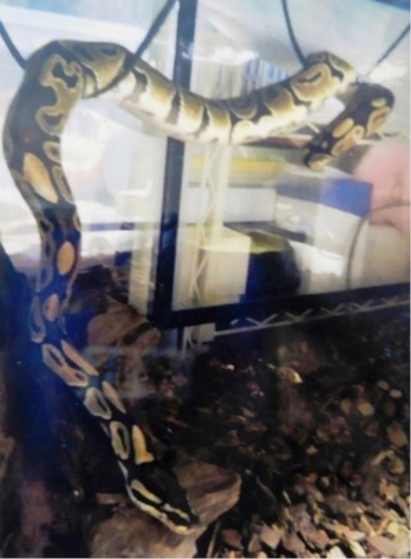 Japonya’da 2 metrelik yılan sahibinden kaçarak kayıplara karıştı
