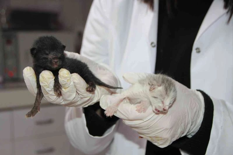 4 kedi birbirine kordon bağıyla yapışık doğdu
