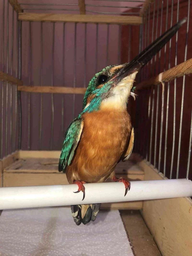 Çanakkale’de yaralanan yalı çapkını tedavi edildi
