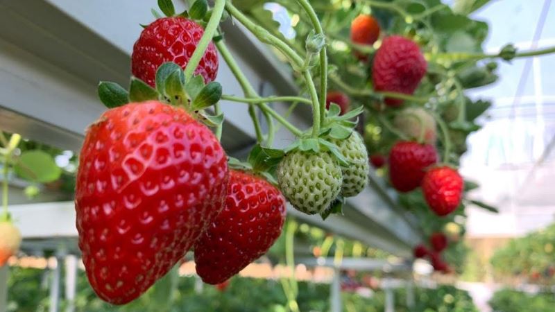 Yunusemre’nin AB projesi ön elemeyi geçti
