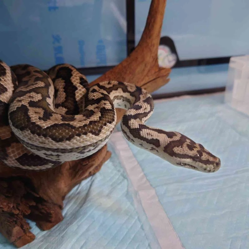 Japonya’da kaybolan piton sahibinin aracında bulundu
