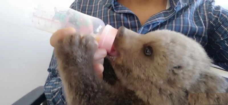 Sınırda bulunan ayı yavrusu ilgi odağı oldu
