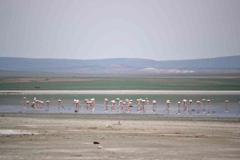 Düden Gölü’ne flamingolar gelmeye başladı
