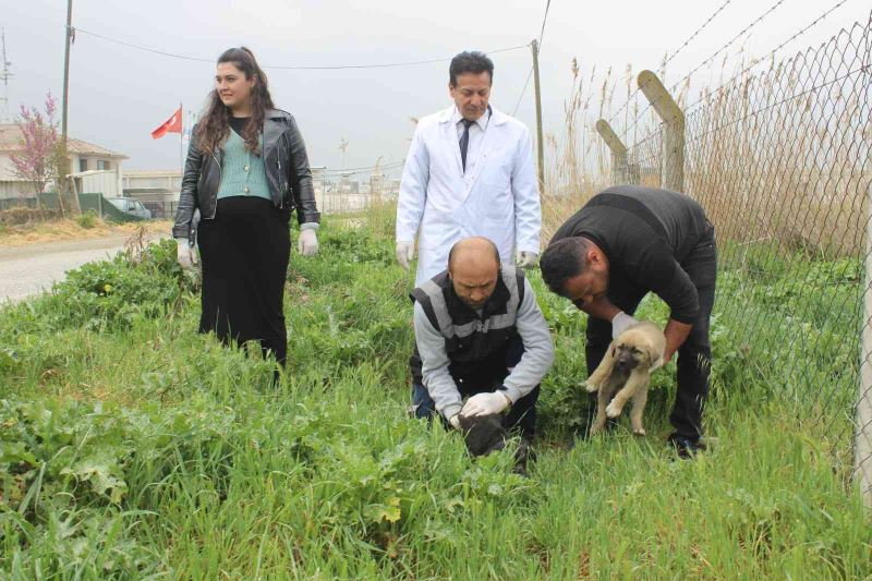 Manisa’da köpek katliamı: 20’ye yakın zehirlendi
