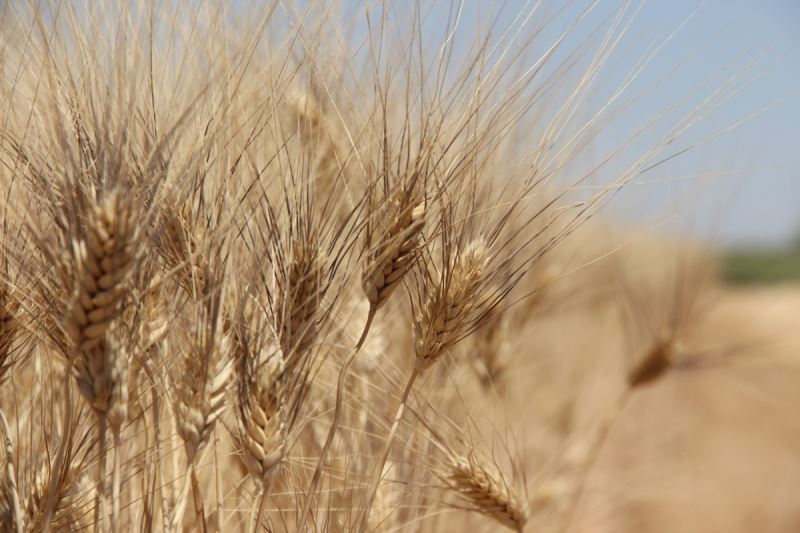 Edirne’de buğday 5 lira 152 kuruştan satıldı
