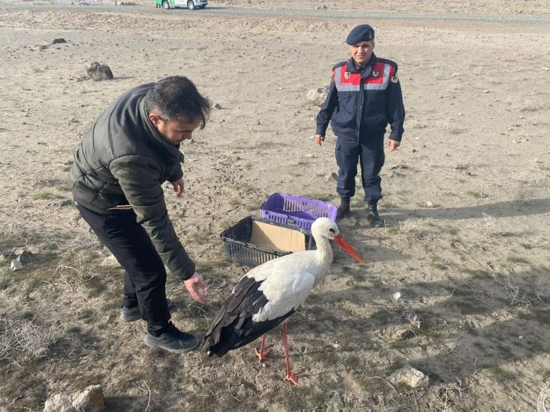 Yaralı halde bulunan leylek doğal ortamına bırakıldı
