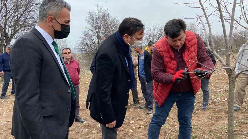 Meyve ağaçlarında budama eğitimi düzenlendi

