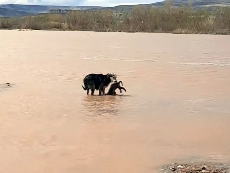 Ölen yavrularını böyle aradılar, görenler duygulandı
