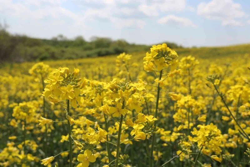 Hayrabolu’da çiçek açan ’Sarı Gelin’, rengiyle büyülüyor
