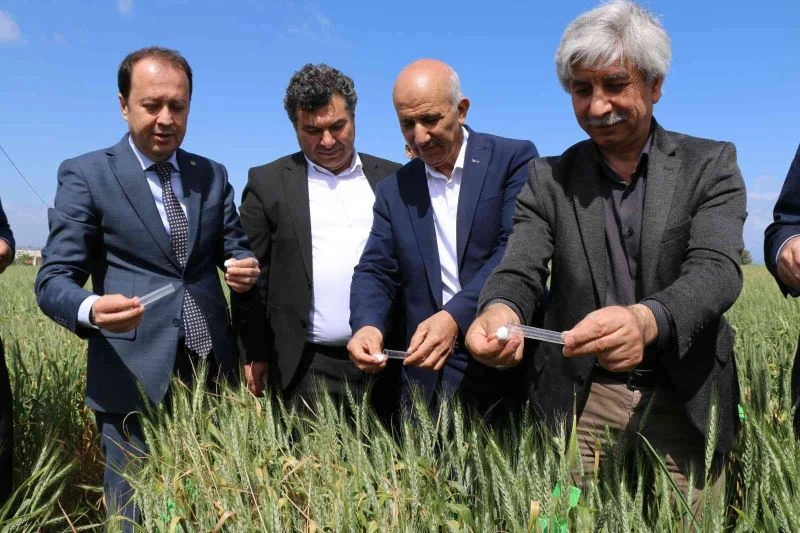 Buğdayın düşmanı süne, avcı böceklerle yok ediliyor
