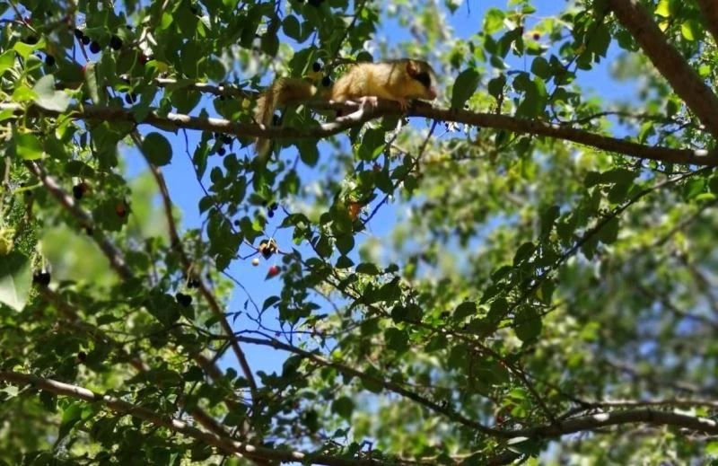 Türkiye’de koruma altına alınan kemirgen türler arasında yer alan bahçe yediuyuru Erzincan’da görüntülendi
